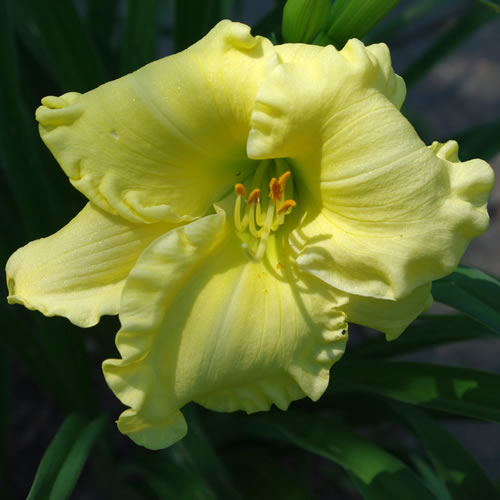 Hemerocallis Kewanee